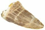 Fossil Mosasaur (Mosasaurus) Tooth - Morocco #286323-1